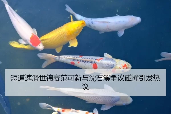 短道速滑世锦赛范可新与沈石溪争议碰撞引发热议